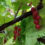 Instytut Zdrowia I Hortiterapii
