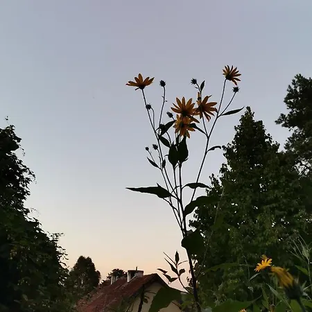 Instytut Zdrowia I Hortiterapii *