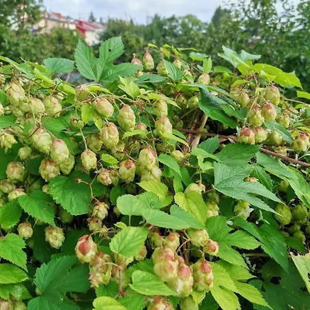 Instytut Zdrowia I Hortiterapii Kwatera prywatna Mrągowo