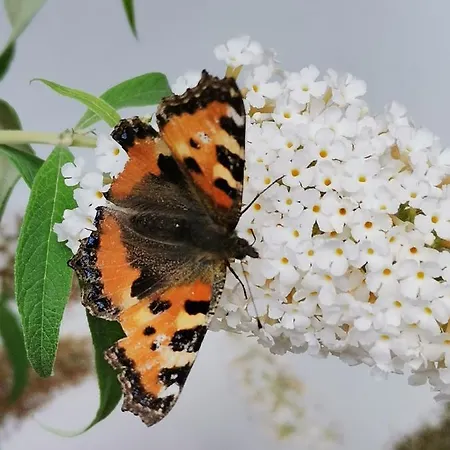 Instytut Zdrowia I Hortiterapii Mrągowo