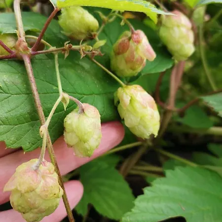 Instytut Zdrowia I Hortiterapii *