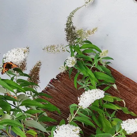 Kwatera prywatna Instytut Zdrowia I Hortiterapii *