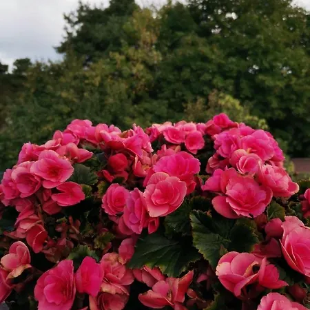 Instytut Zdrowia I Hortiterapii Kwatera prywatna *