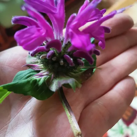 Instytut Zdrowia I Hortiterapii