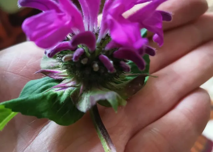 Instytut Zdrowia I Hortiterapii